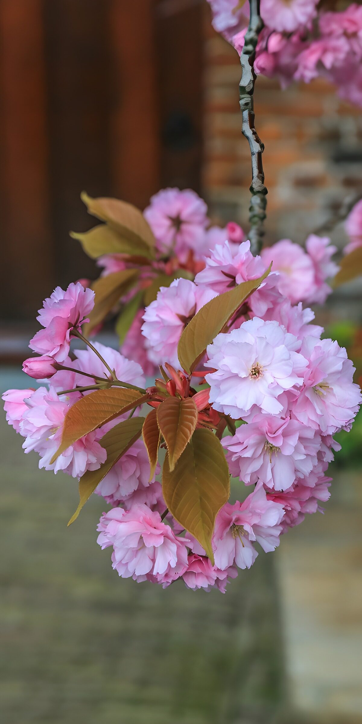 OCUK57580: Blossom Beauty in Full Bloom