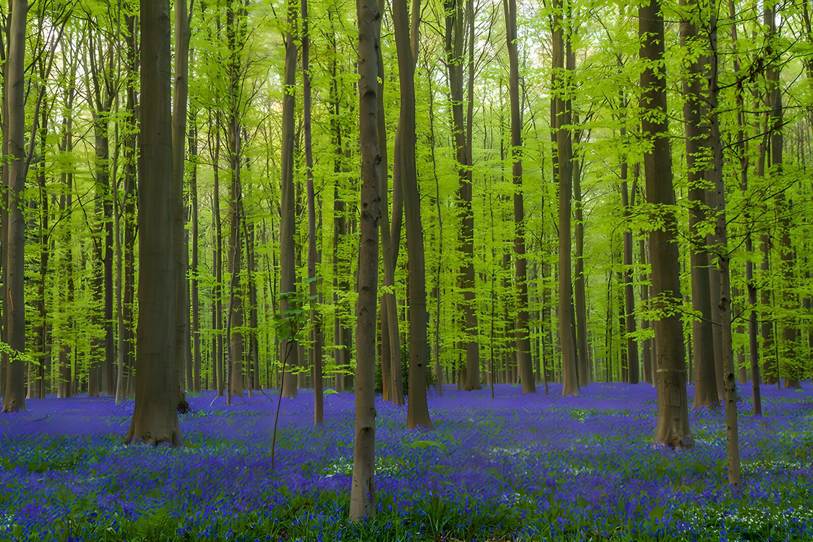 OCUK69976: Enchanted Bluebell Forest