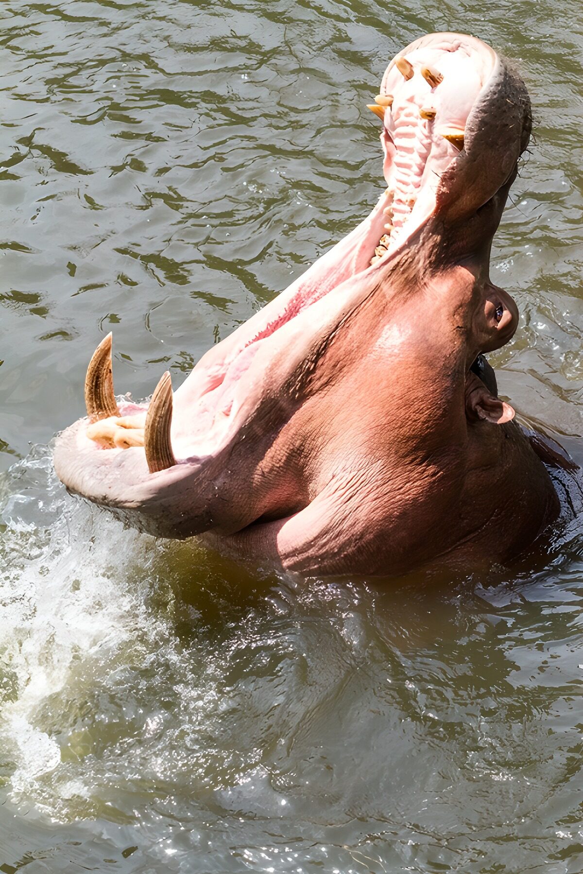 Hippo in Action: Mouth Wide Open