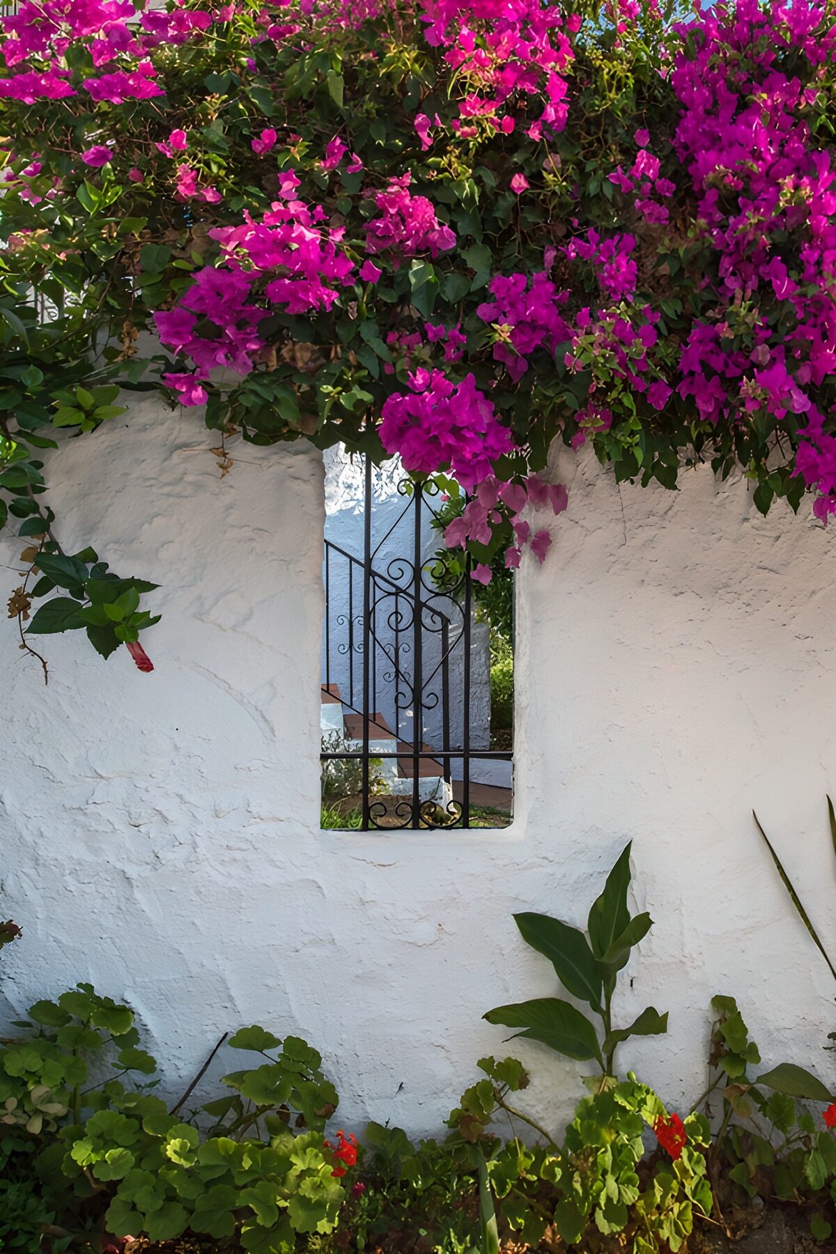 OCUK78907: Vibrant Bougainvillea Over White Wall