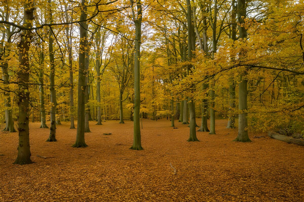 OCUK55559: Golden Autumn Forest