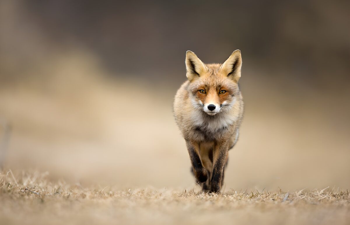 OCUK68738: Curious Fox Approaching