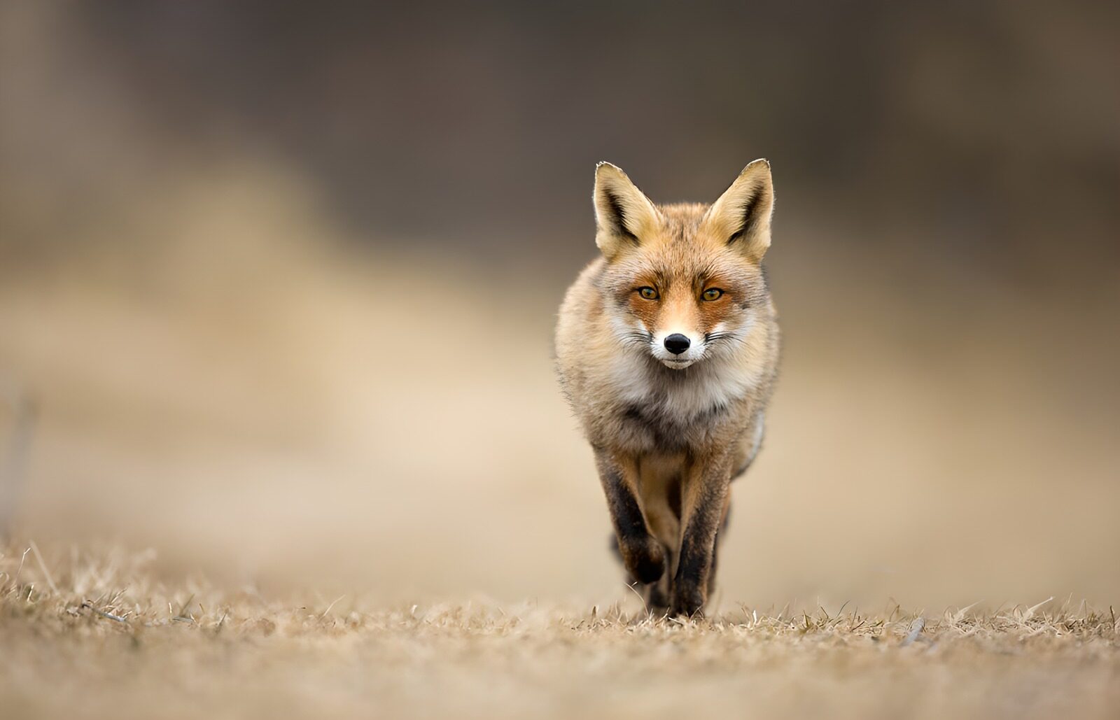 OCUK68738: Curious Fox Approaching