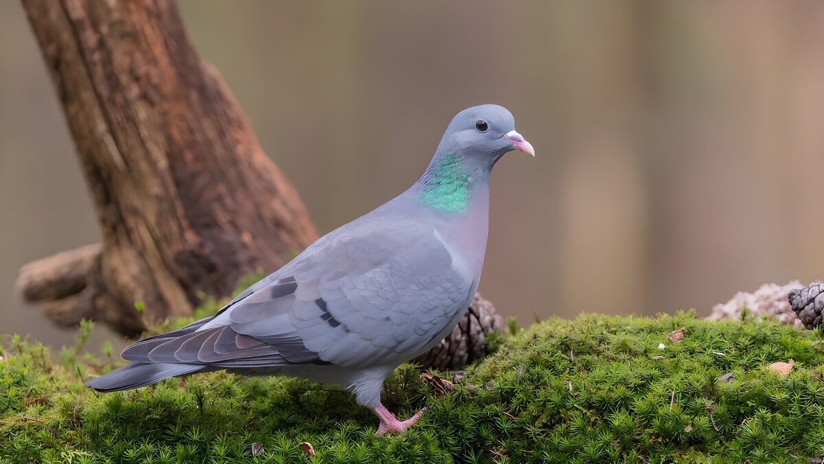 OCUK12354: Graceful Pigeon on Mossy Ground