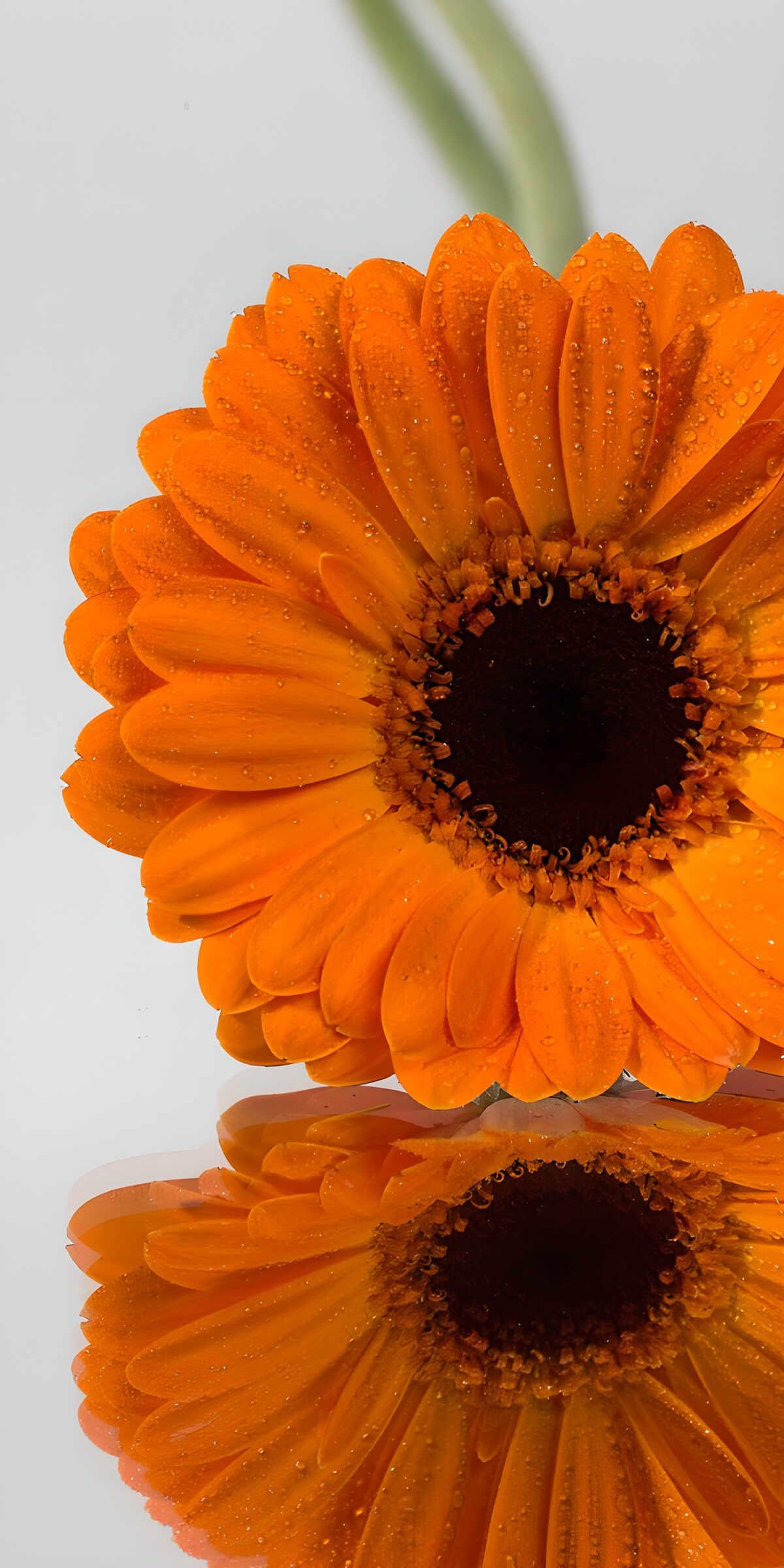 OCUK13303: Bright Orange Gerbera Reflecting Beauty
