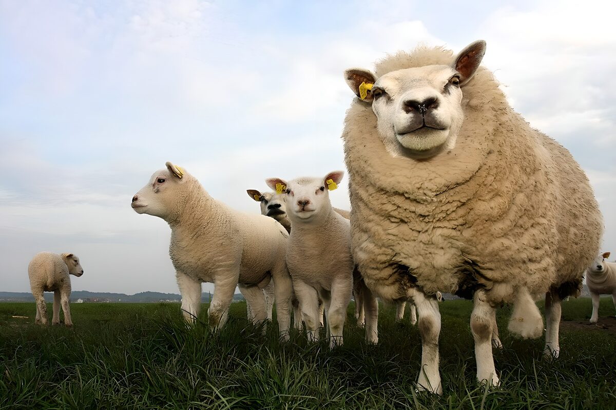 OCUK27331: Curious Sheep in a Pasture