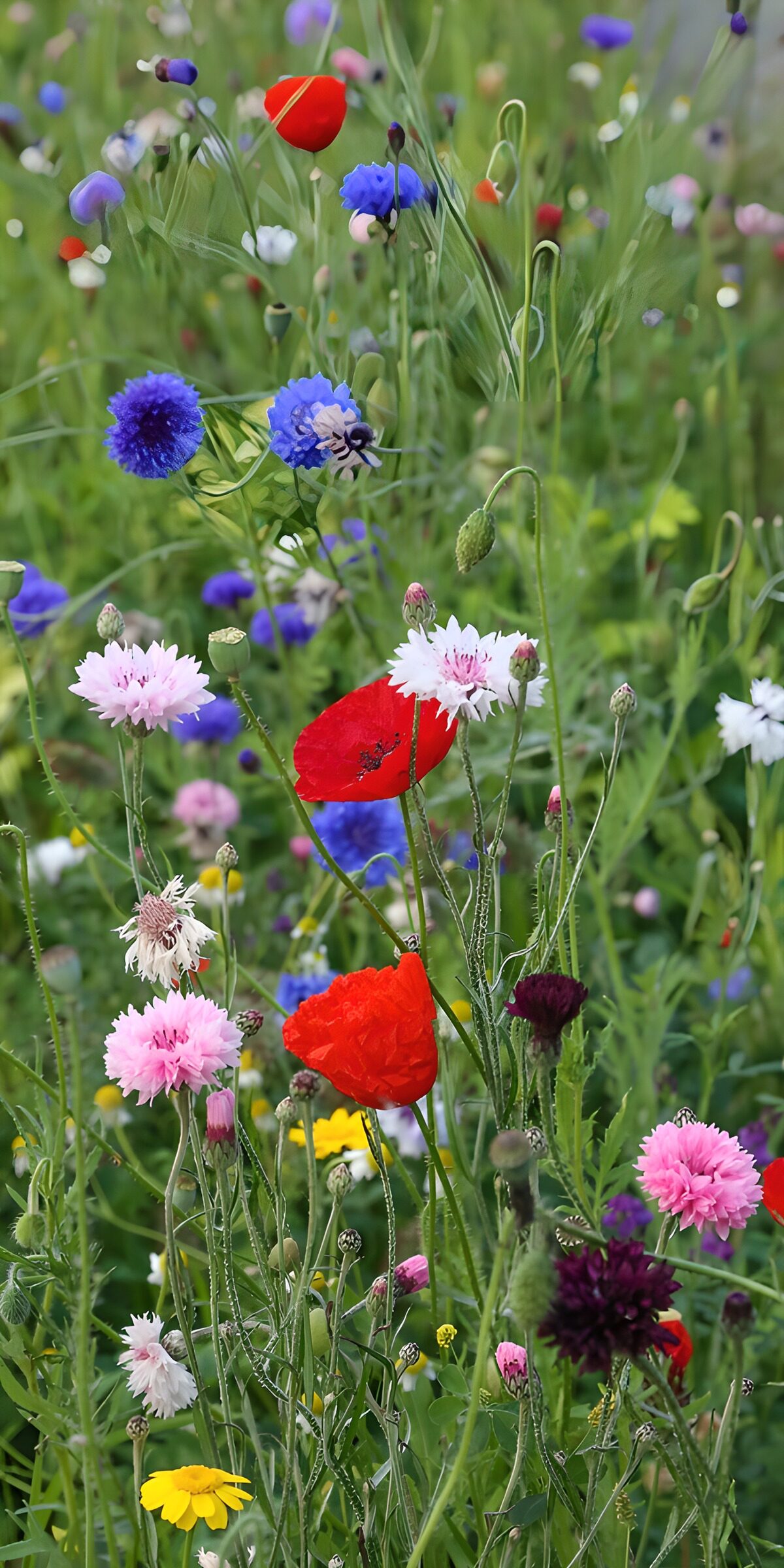 OCUK97628: Colorful Wildflower Meadow