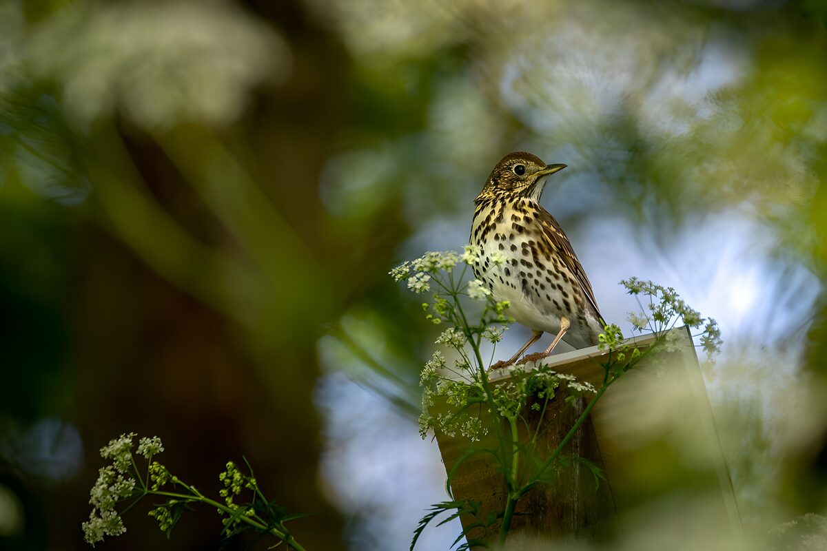 Song Thrush Among Wildflowers