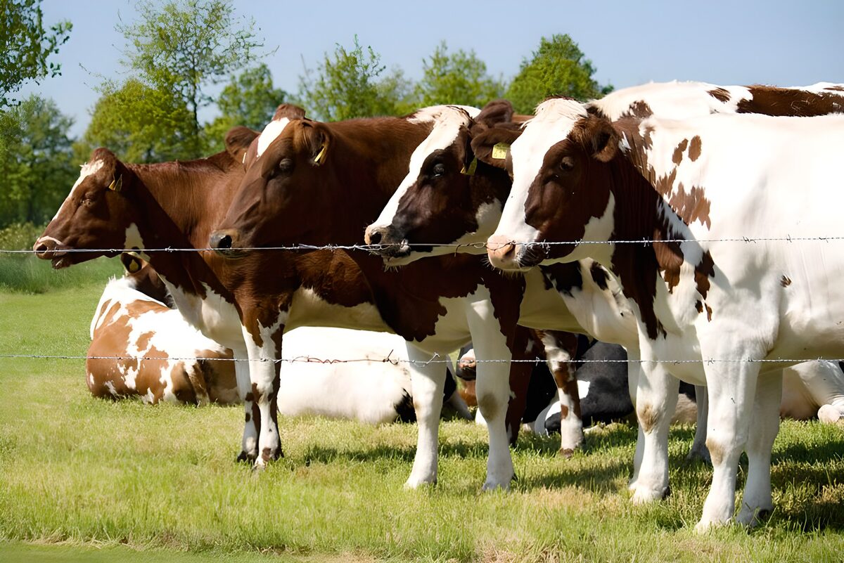 OCUK48014: Cow 18