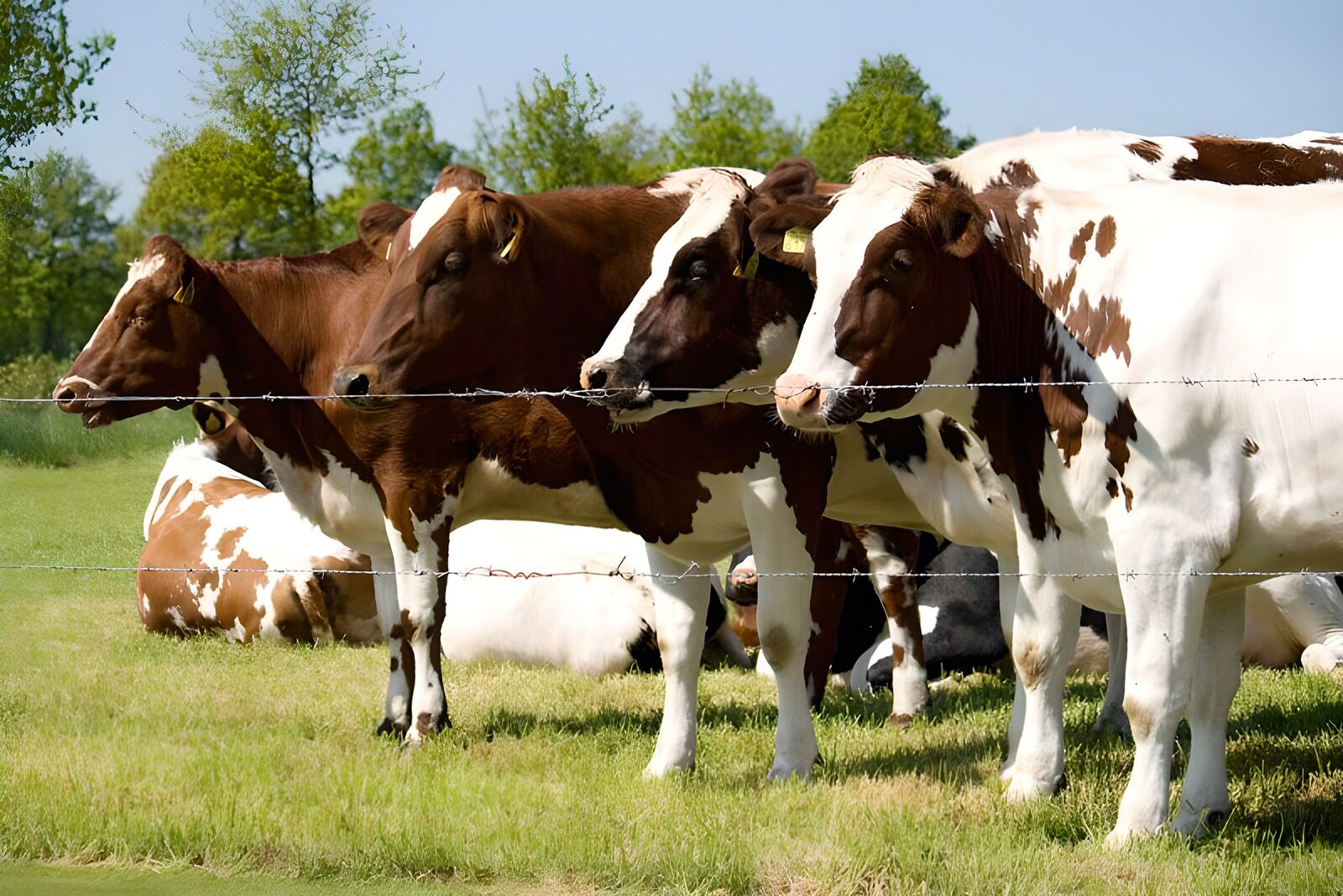 OCUK48014: Cow 18