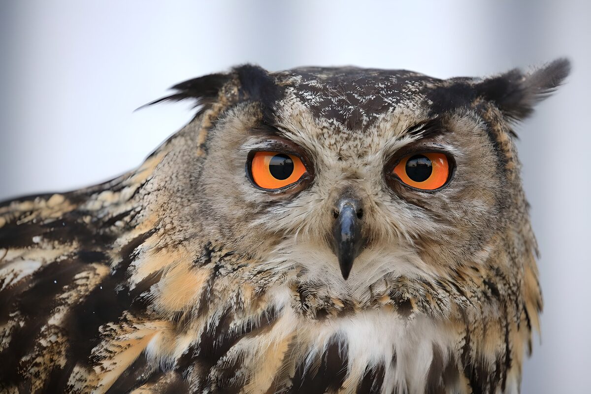 Frontal view eagle-owl