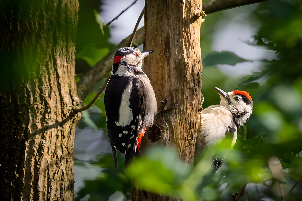 OCUK14472: Woodpecker Pair on Tree Trunk