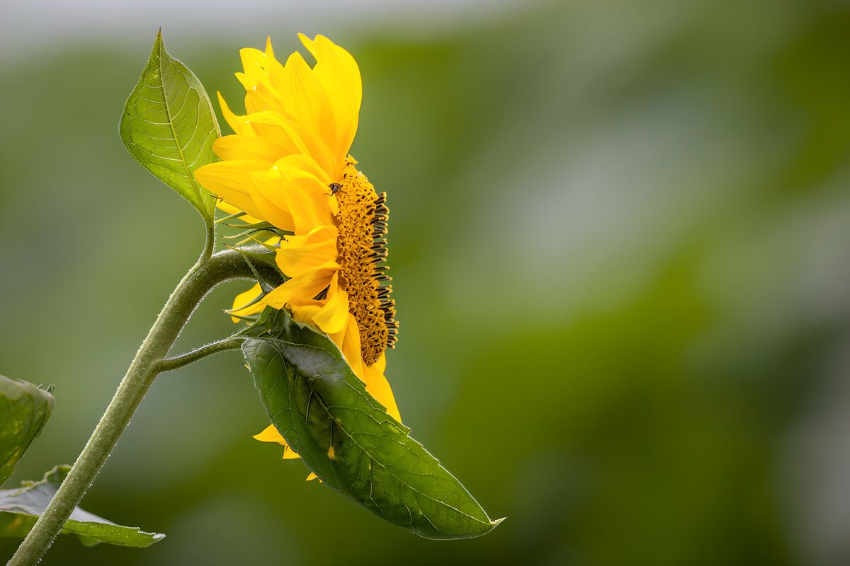 OCUK16741: Bright Sunflower in Nature
