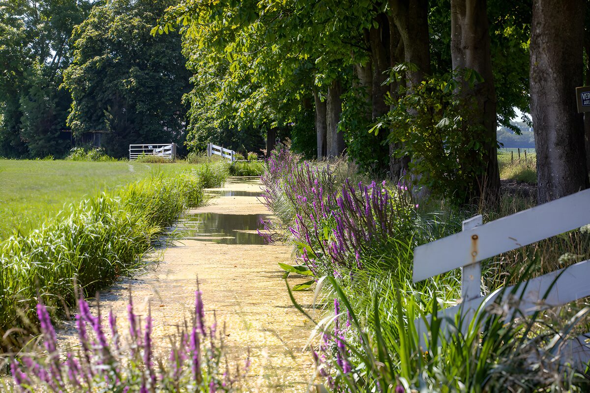 OCUK53357: Tranquil Pathway through Nature