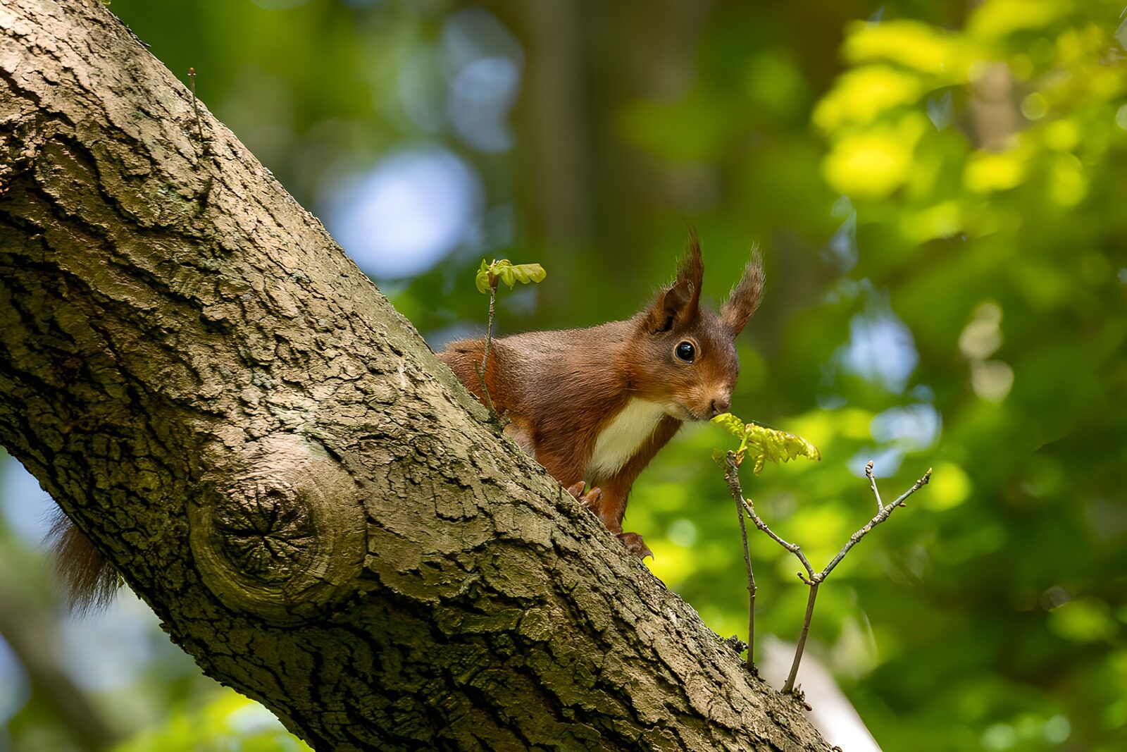 OCUK67059: Red Squirrel on Oak Branch