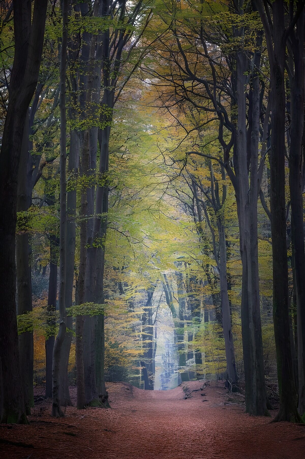 OCUK87265: Enchanted Autumn Forest Path