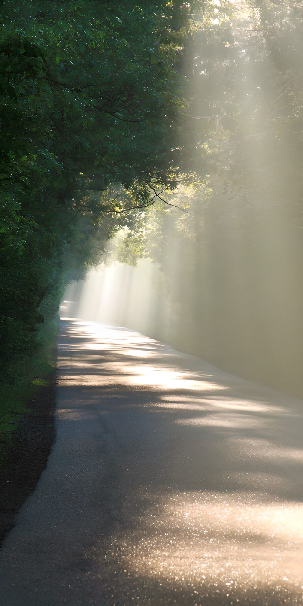 OCUK80999: Enchanted Forest Pathway