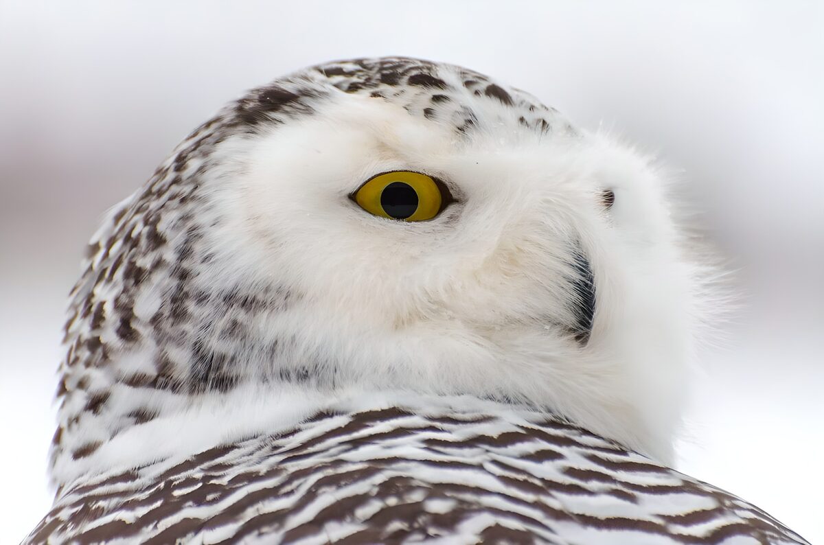 Majestic Snowy Owl in Profile