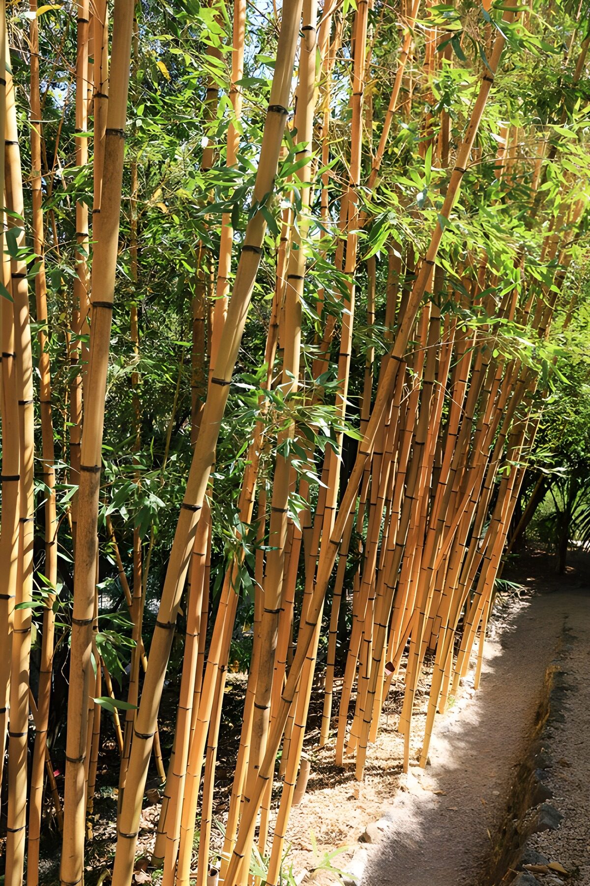 OCUK73248: Serene Bamboo Pathway