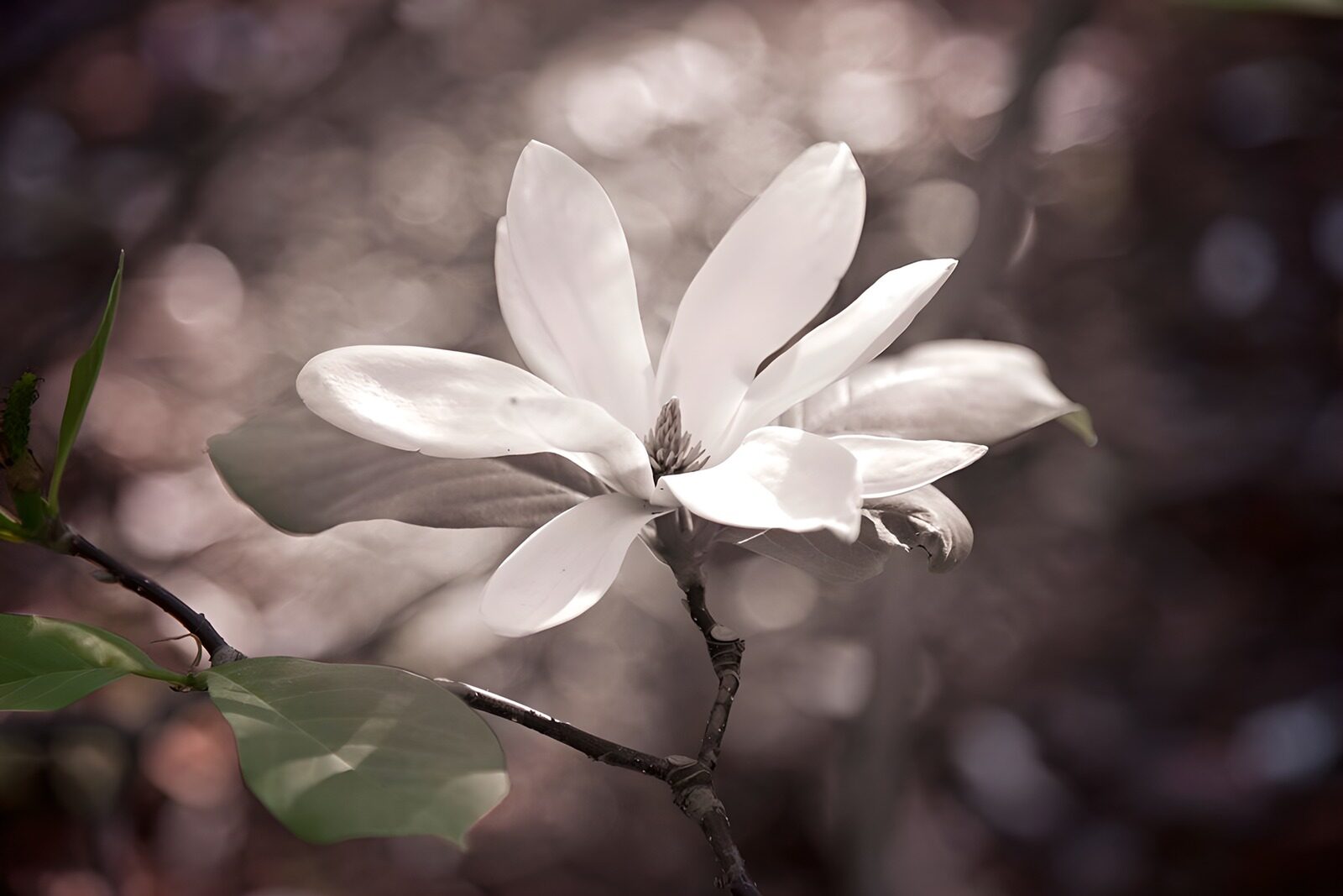 OCUK24515: Serene White Magnolia Blossom