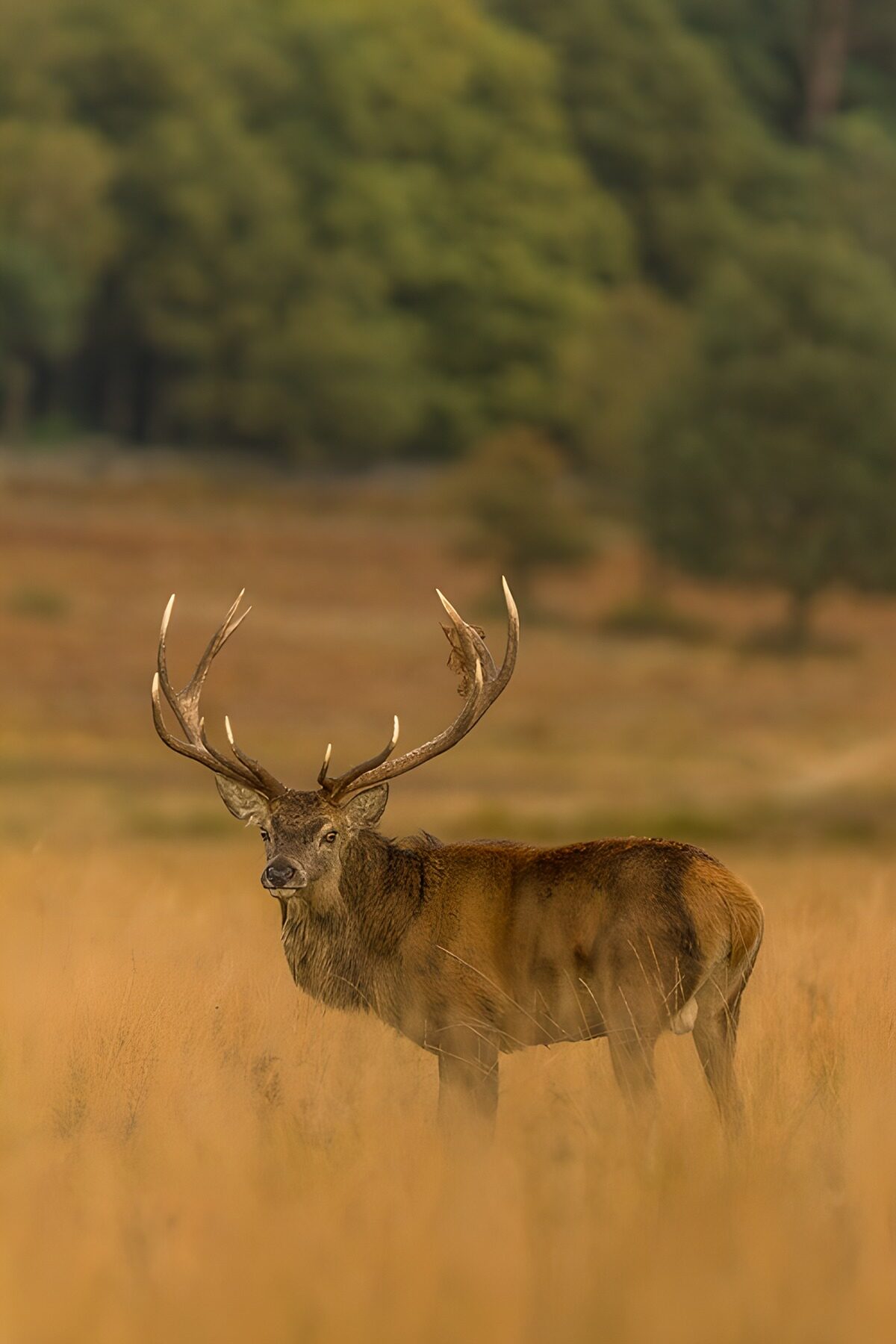 OCUK58187: Majestic Stag in Golden Grassland
