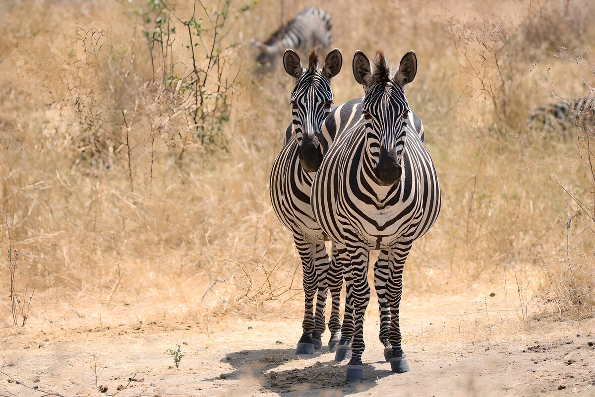 OCUK67891: Striped Companions in the Savanna