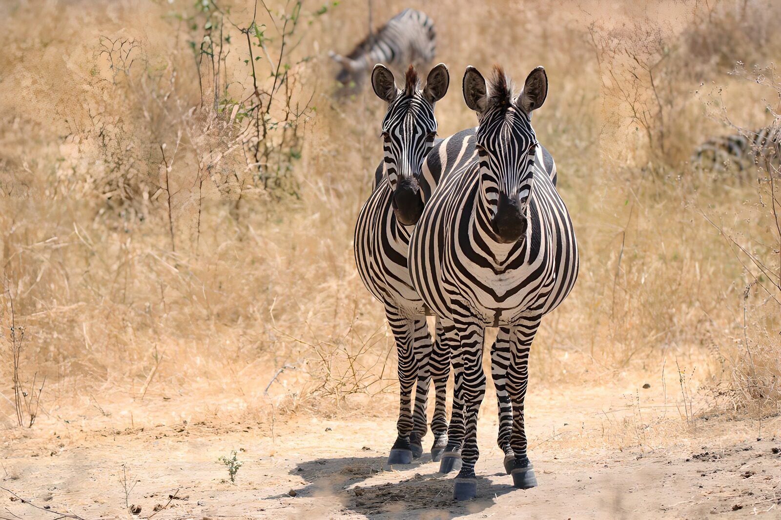 OCUK67891: Striped Companions in the Savanna