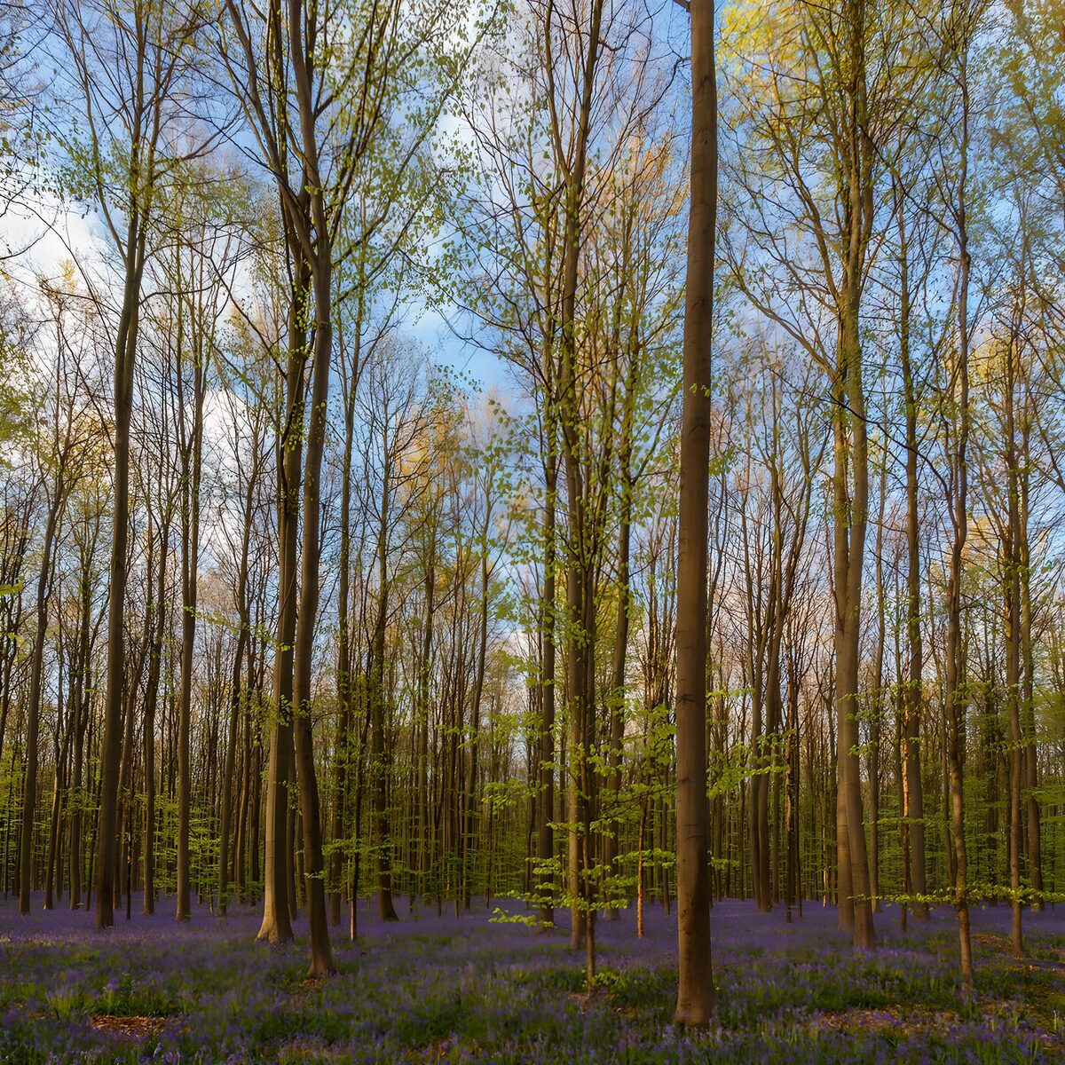 OCUK13482: Enchanted Bluebell Forest