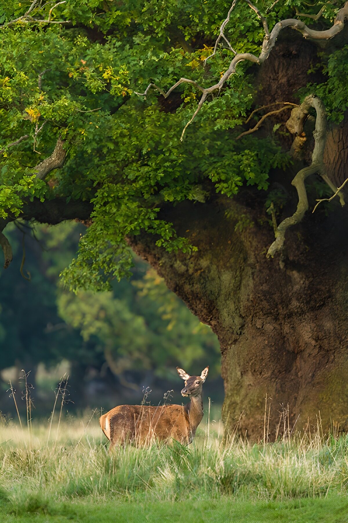 OCUK40241: Deer Under the Ancient Tree