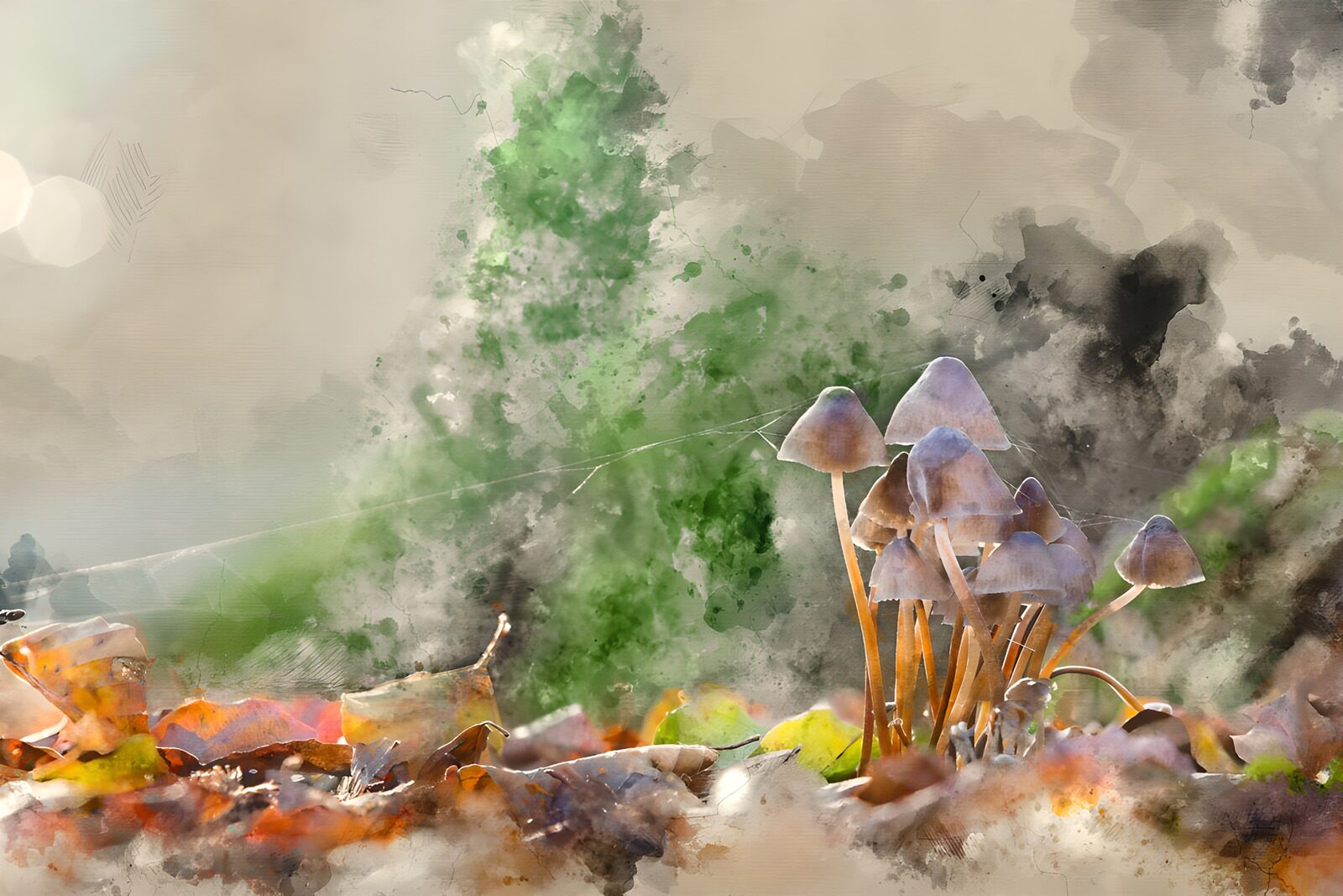 OCUK14418: Enchanted Forest Fungi