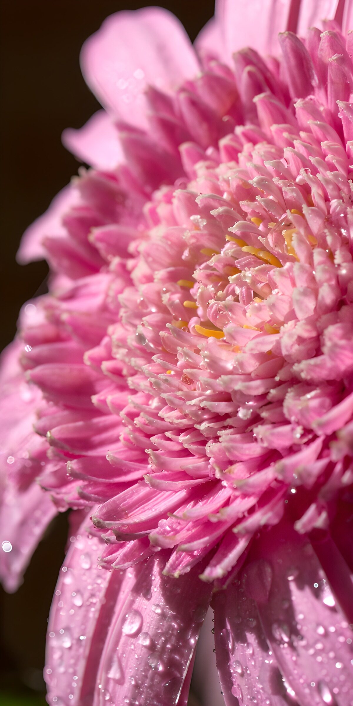 OCUK98189: Pink Gerbera with Dewdrops