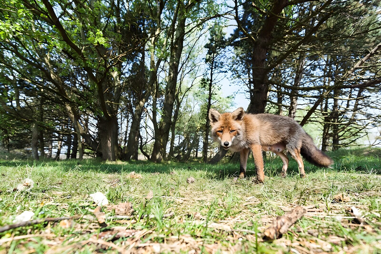 OCUK82383: Curious Fox in Nature