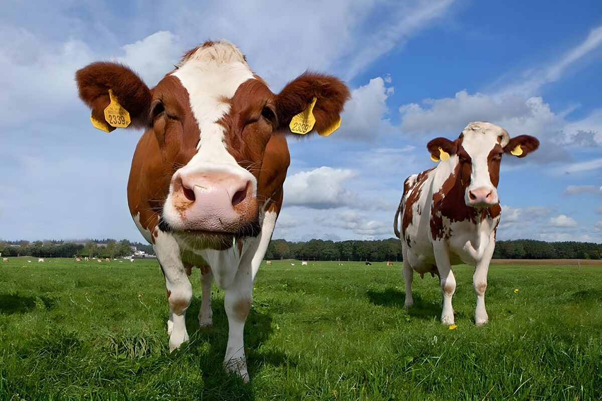 OCUK80087: Two cows walking towards camera in field