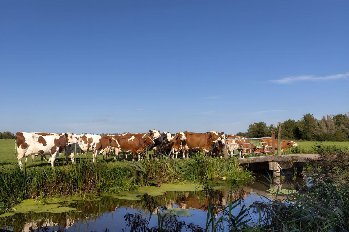 OCUK48510: Cows by the Farm Bridge