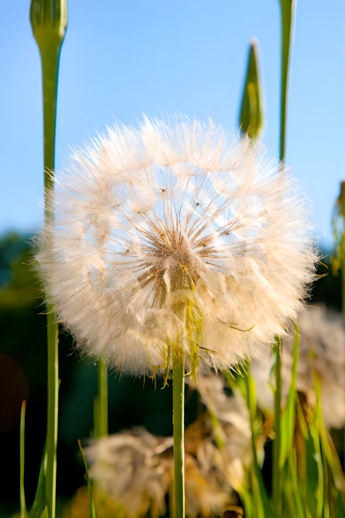 OCUK74315: "Delicate Dandelion Under Blue Sky"