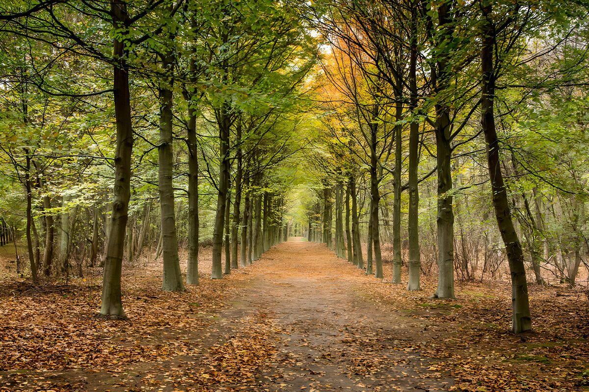 OCUK57880: Autumn Pathway Through Lush Trees