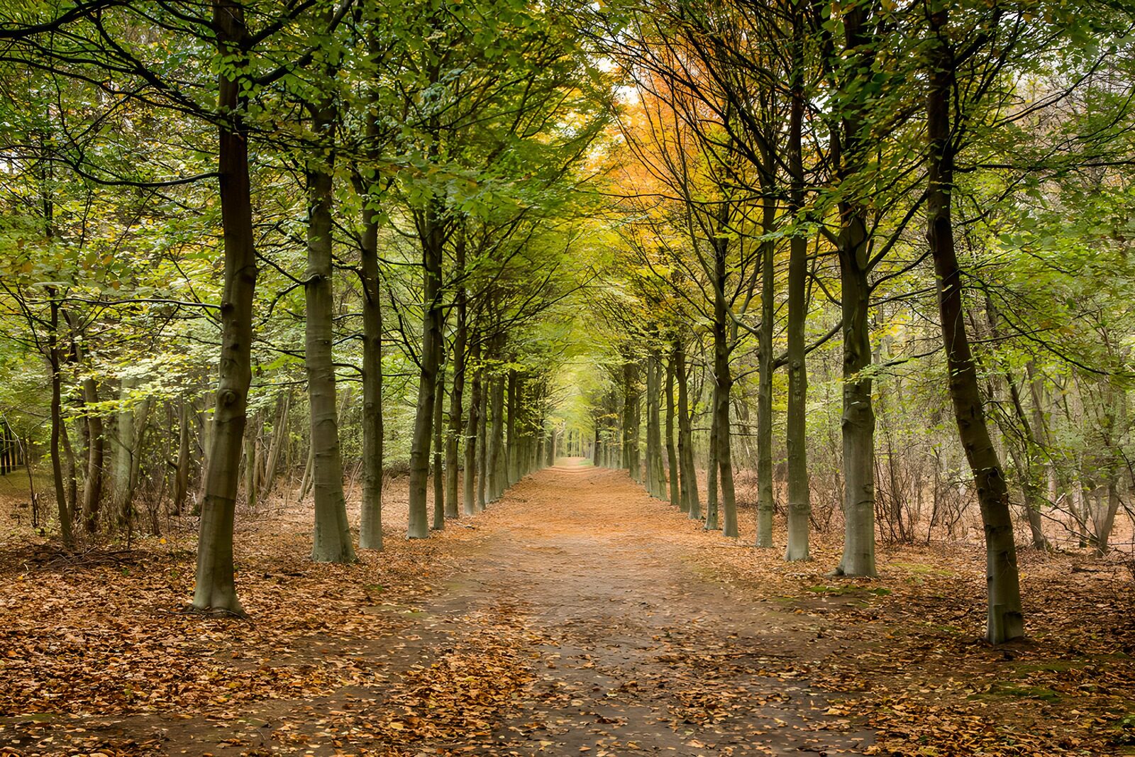 OCUK57880: Autumn Pathway Through Lush Trees