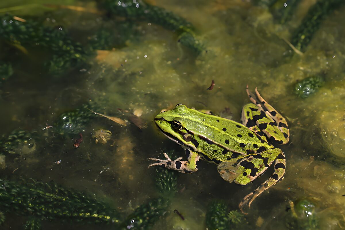 Vibrant Green Frog in Wetland Habitat