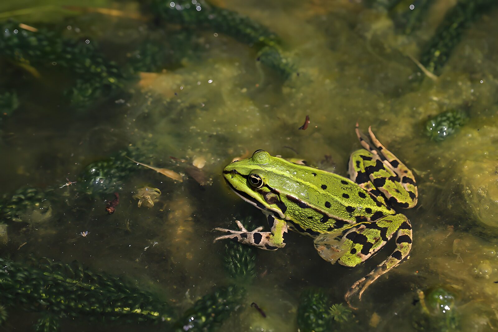 OCUK27616: Vibrant Green Frog in Wetland Habitat