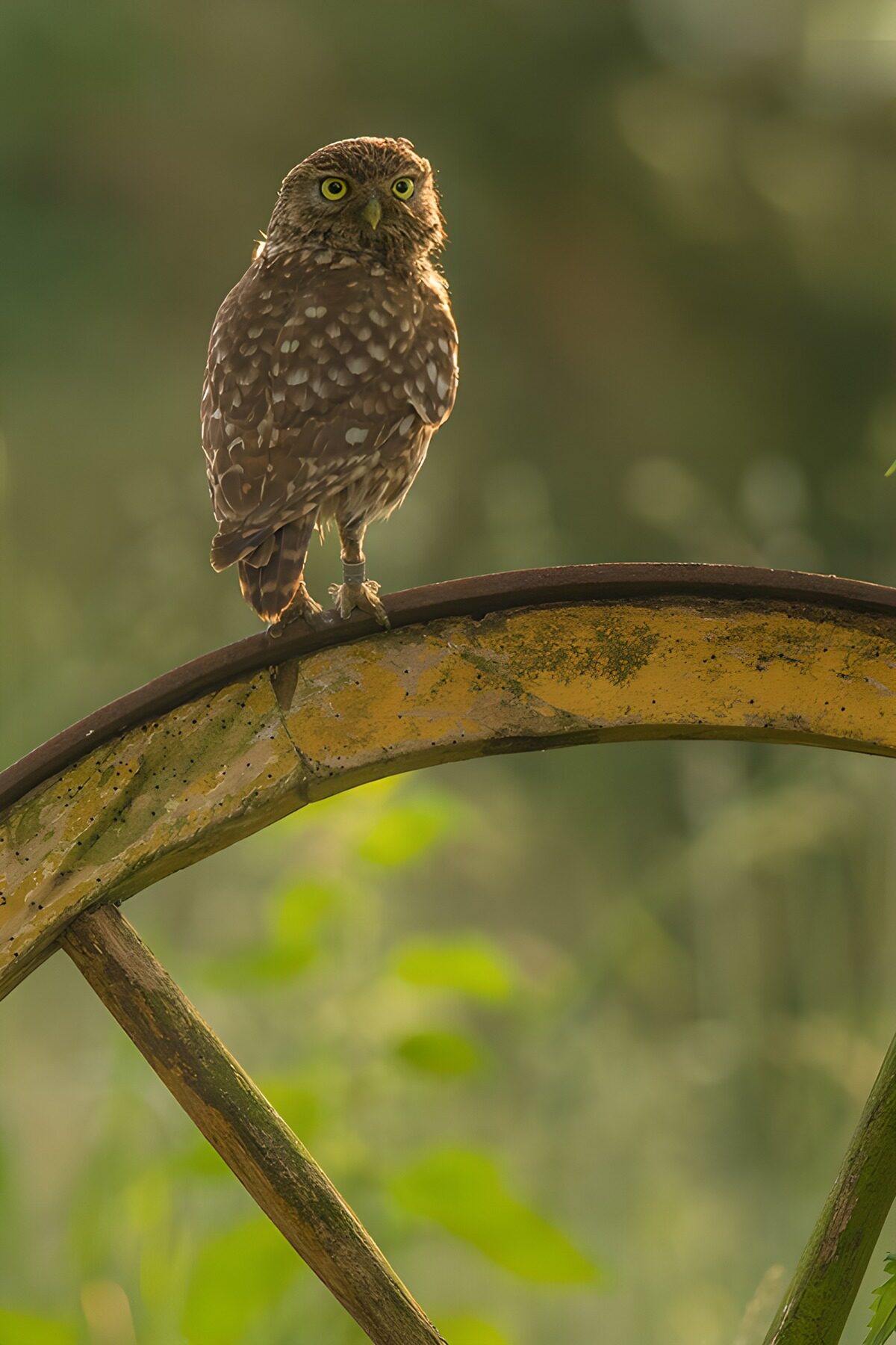 OCUK35811: Little Owl on a Rustic Wheel