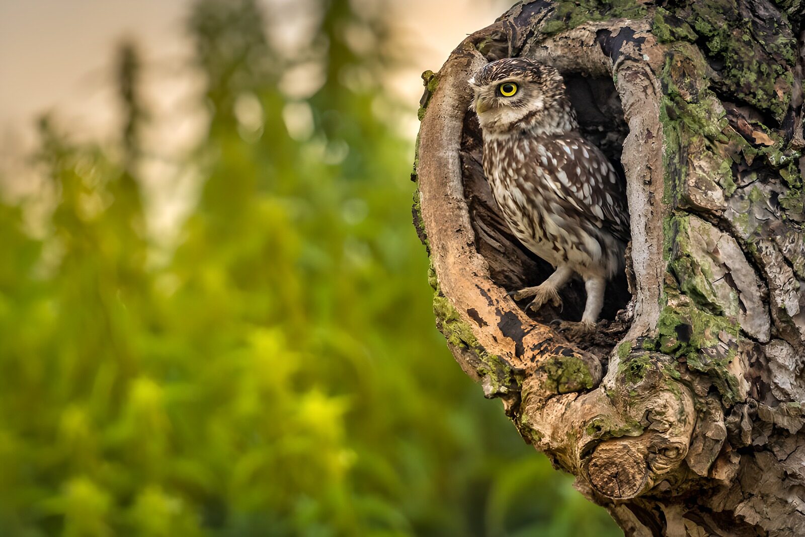 OCUK92193: Curious Owl in its Tree Hollow