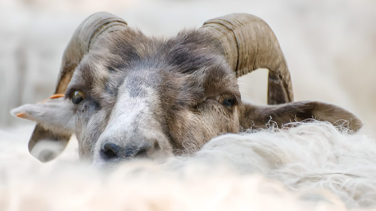 OCUK65625: Curious Goat Amidst Sheep