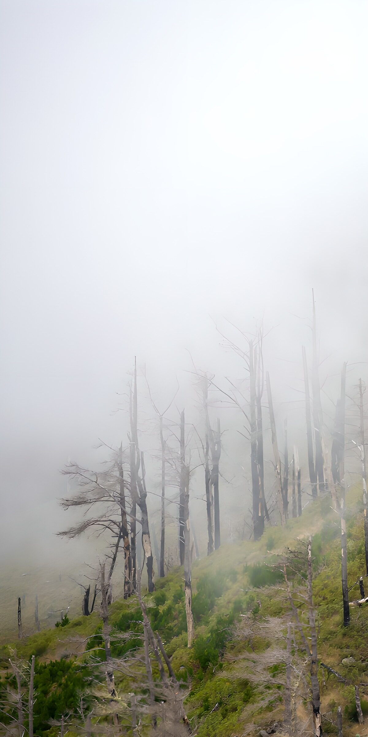 OCUK74194: Haunted Forest Among the Mist
