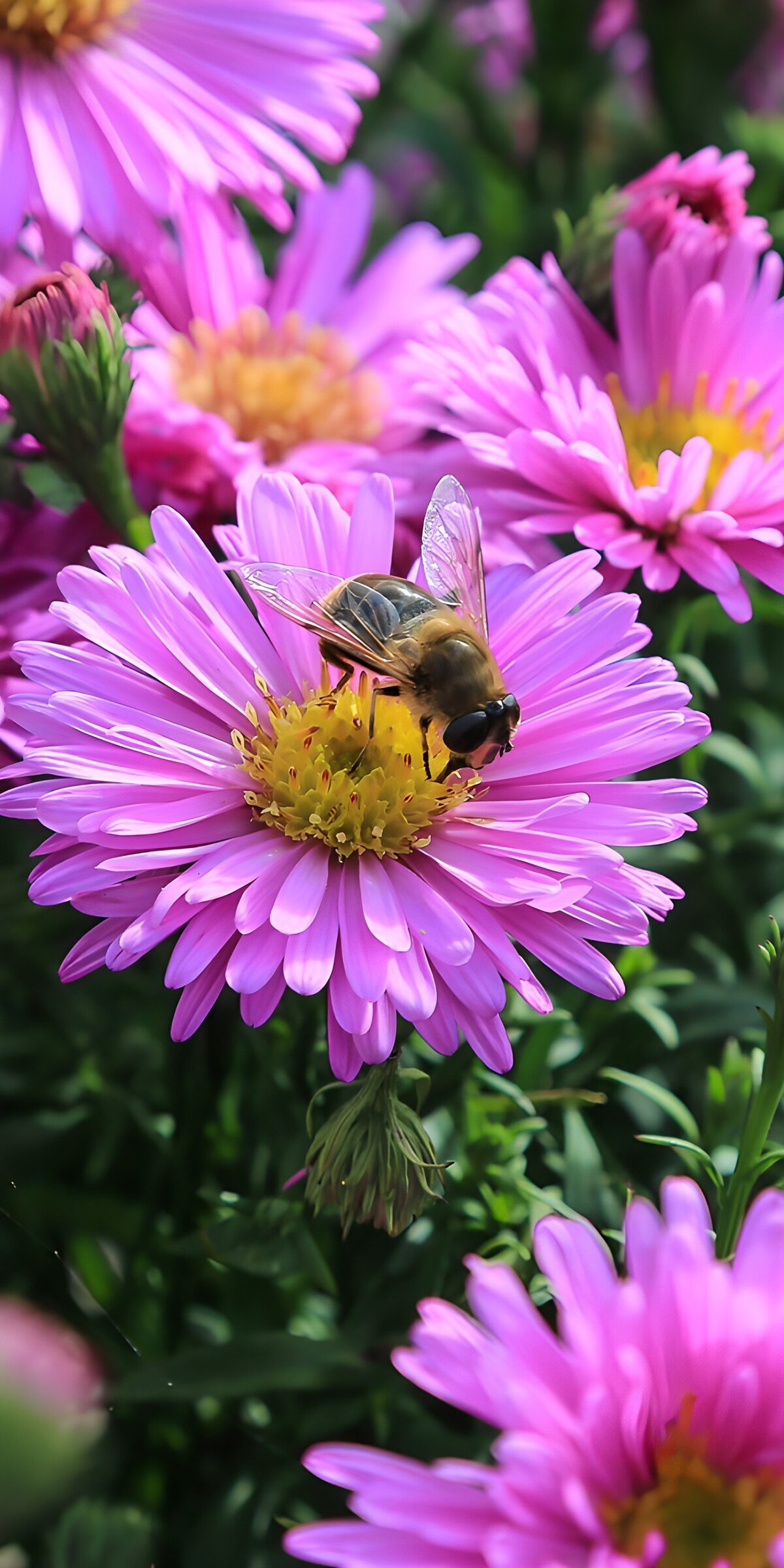 OCUK90705: Bee on Pink Flower