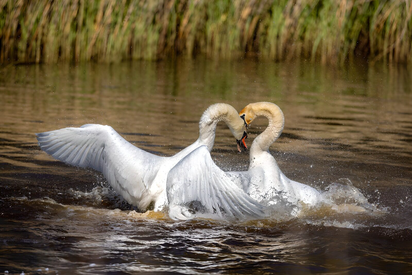 OCUK98567: Graceful Swans in an Intense Display