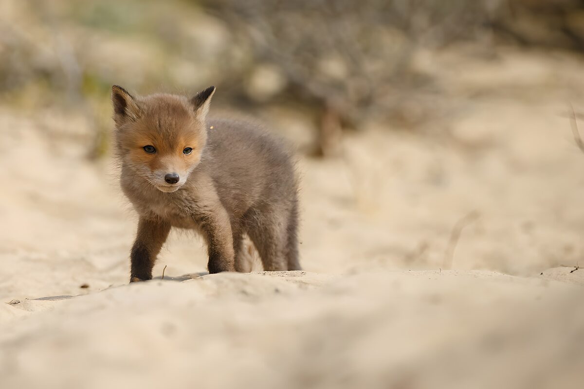 OCUK59199: Playful Fox Cub on a Sandy Terrain