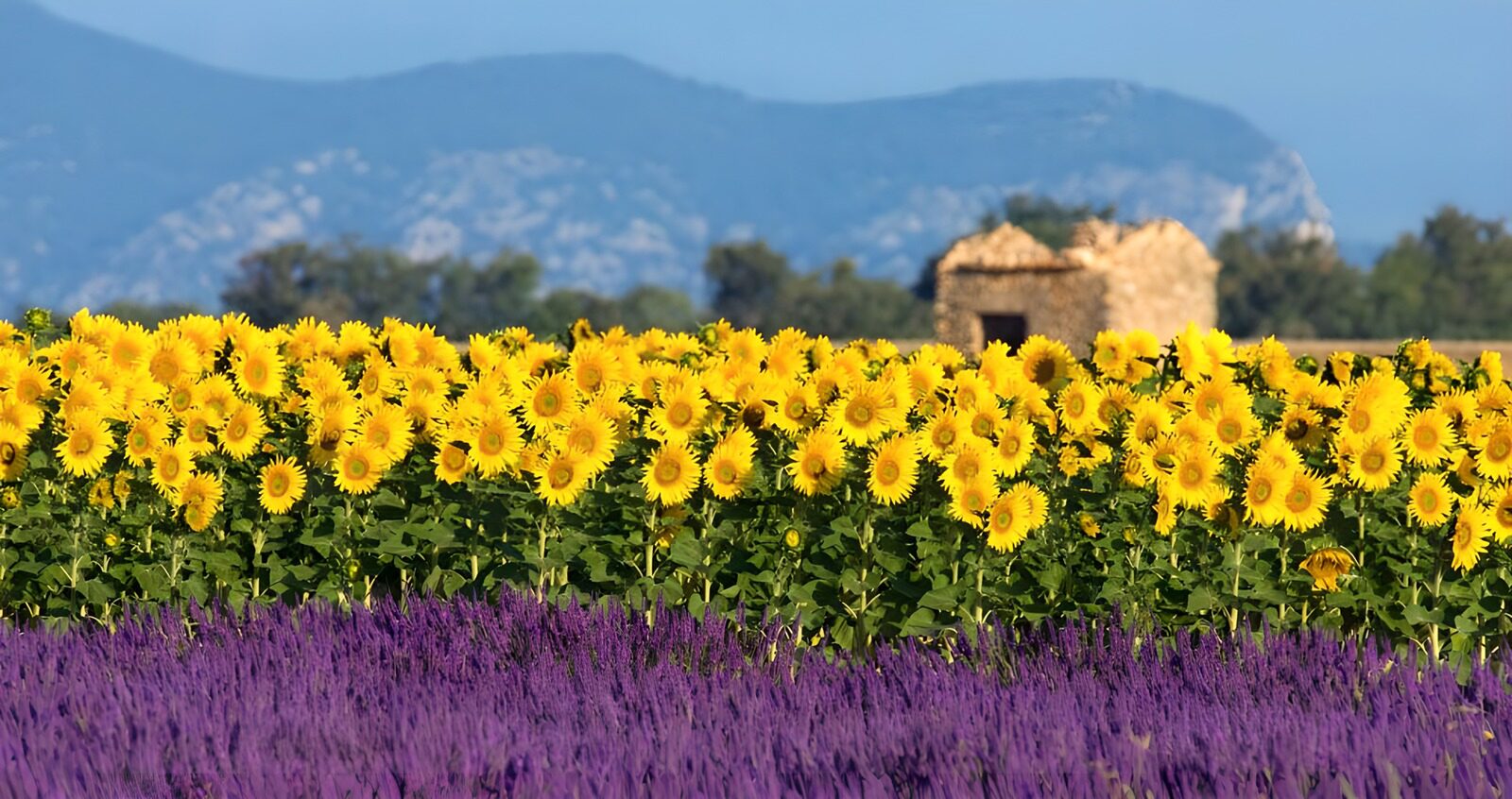 OCUK47445: Lavender field with sun flowers and old house