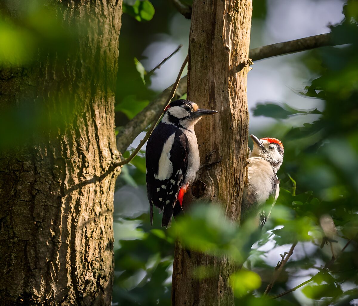Woodpeckers on a Tree Trunk
