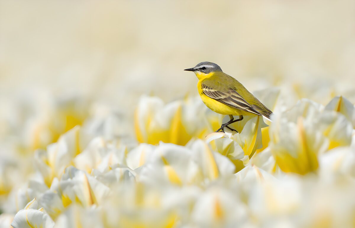OCUK64602: Bird Among the Blossoming Tulips
