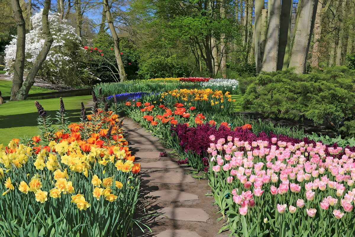 Pathway through tulips and daffodils in